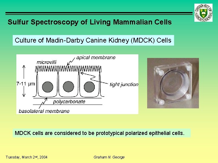 Sulfur Spectroscopy of Living Mammalian Cells Culture of Madin-Darby Canine Kidney (MDCK) Cells MDCK