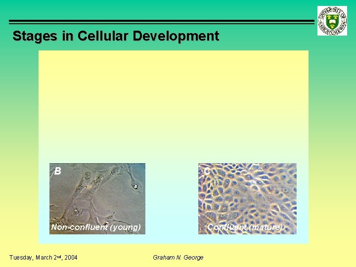 Stages in Cellular Development B C Non-confluent (young) Tuesday, March 2 nd, 2004 Confluent