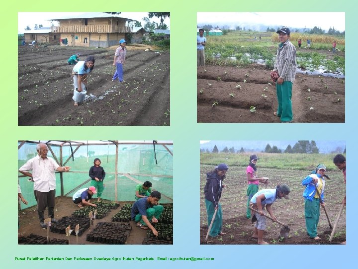 Pusat Pelatihan Pertanian Dan Pedesaan Swadaya Agro Ihutan Pagarbatu Email: agroihutan@gmail. com 