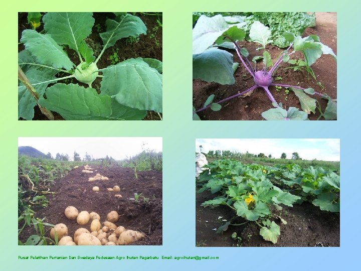 Pusat Pelatihan Pertanian Dan Swadaya Pedesaan Agro Ihutan Pagarbatu Email: agroihutan@gmail. com 