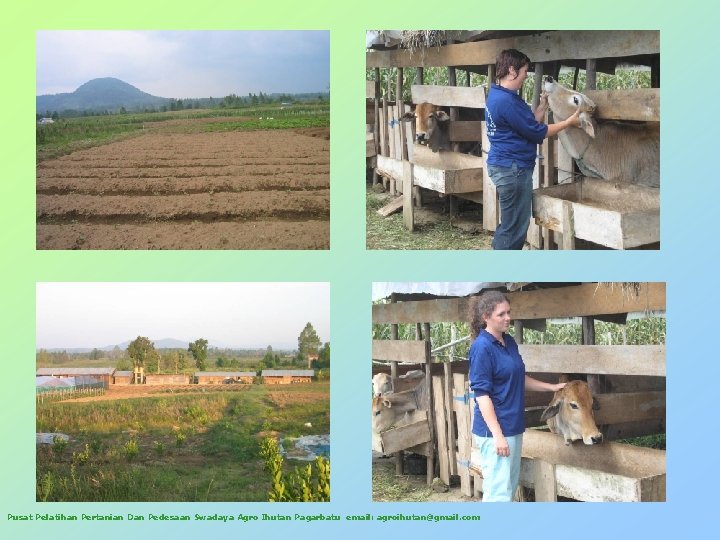 Pusat Pelatihan Pertanian Dan Pedesaan Swadaya Agro Ihutan Pagarbatu email: agroihutan@gmail. com 