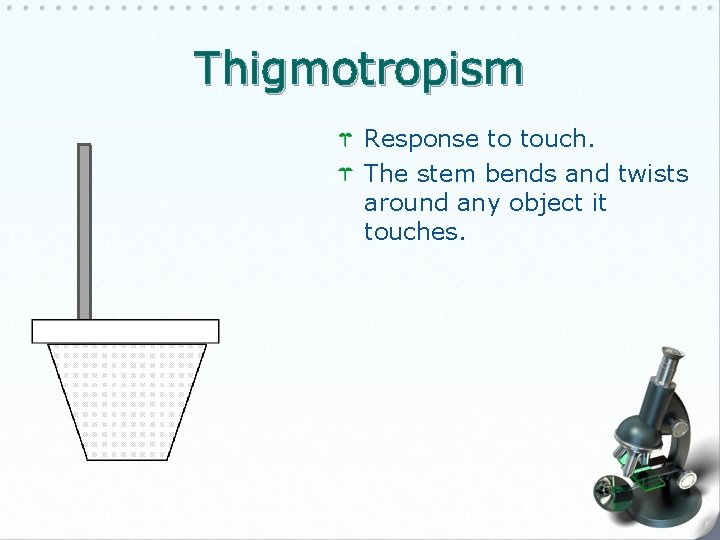 Thigmotropism Response to touch. The stem bends and twists around any object it touches.