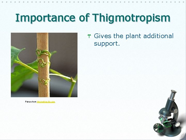 Importance of Thigmotropism Gives the plant additional support. Picture from http: //wikipedia. com 