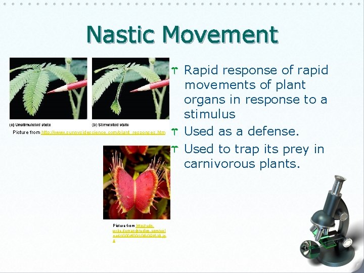 Nastic Movement Picture from http: //www. sunnysidescience. com/plant_responses. htm Picture from http: //cdnwrite. demandstudios.