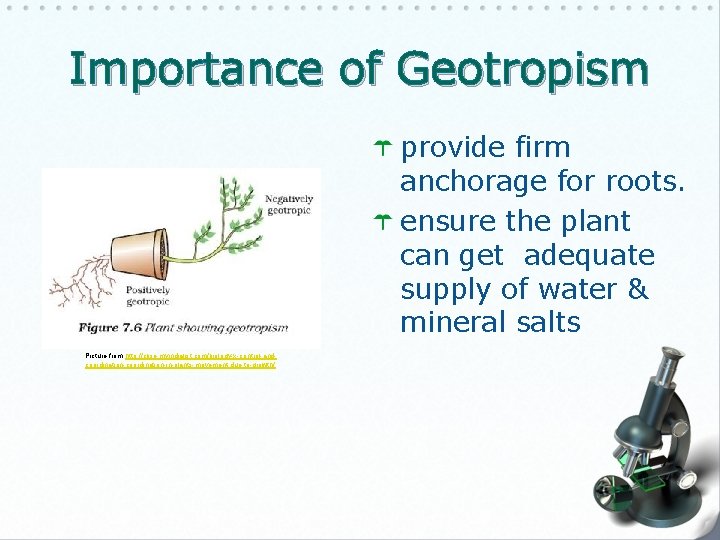 Importance of Geotropism provide firm anchorage for roots. ensure the plant can get adequate