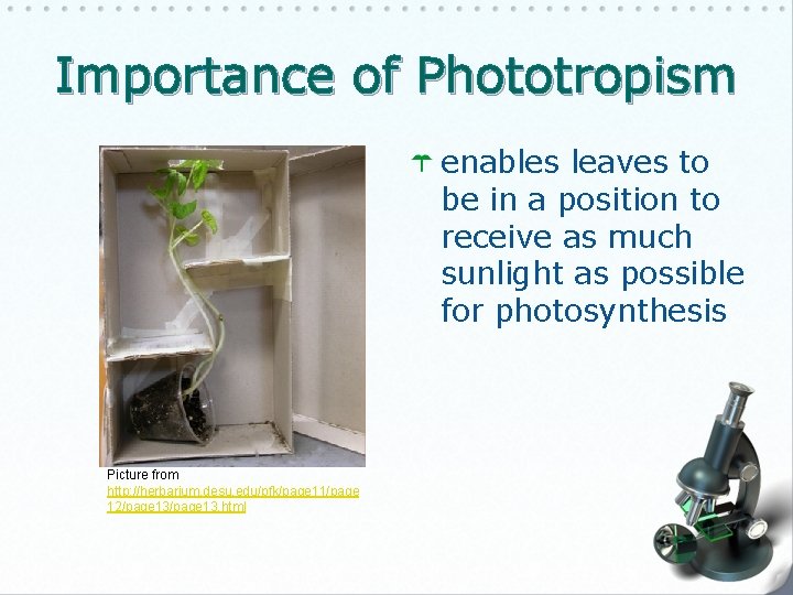 Importance of Phototropism enables leaves to be in a position to receive as much