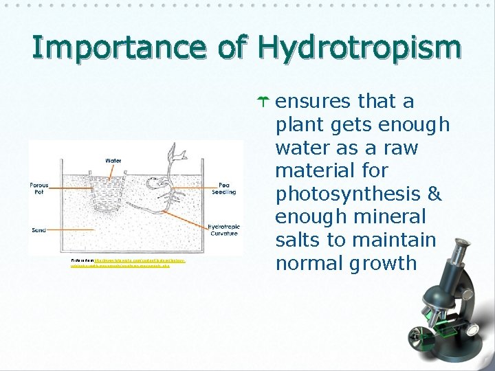 Importance of Hydrotropism Picture from http: //www. tutorvista. com/content/biologyiv/plant-growth-movements/paratonic-movements. php ensures that a plant