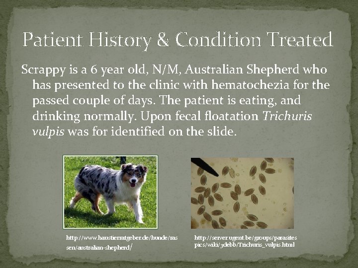 Patient History & Condition Treated Scrappy is a 6 year old, N/M, Australian Shepherd