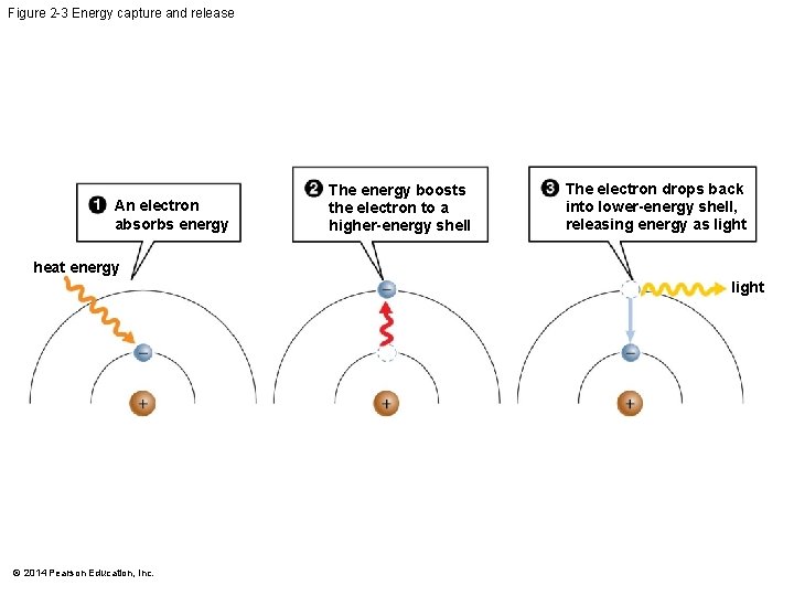 Figure 2 -3 Energy capture and release An electron absorbs energy The energy boosts