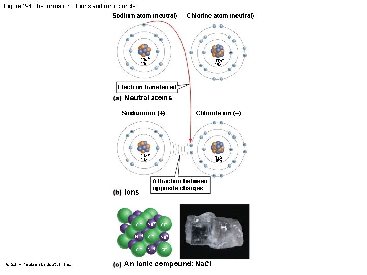 Figure 2 -4 The formation of ions and ionic bonds Sodium atom (neutral) Chlorine