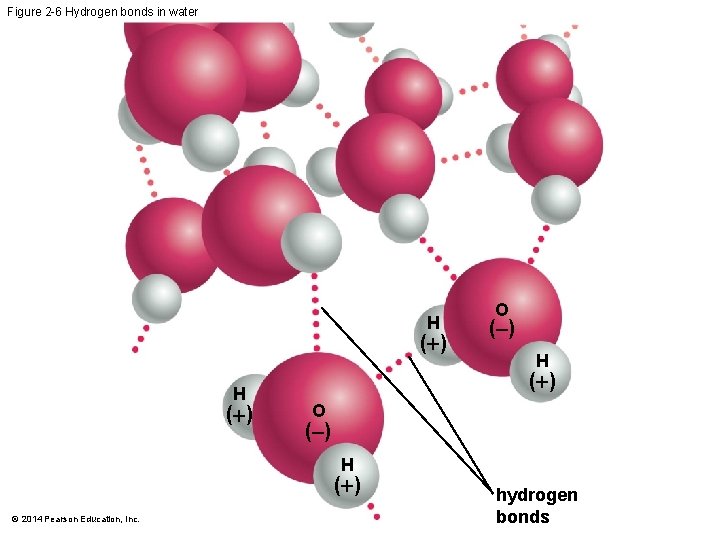 Figure 2 -6 Hydrogen bonds in water H ( ) O ( ) H