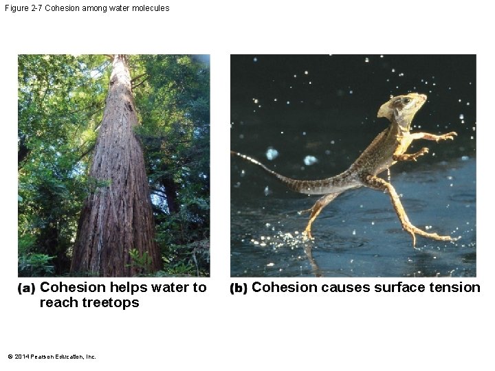 Figure 2 -7 Cohesion among water molecules Cohesion helps water to reach treetops ©