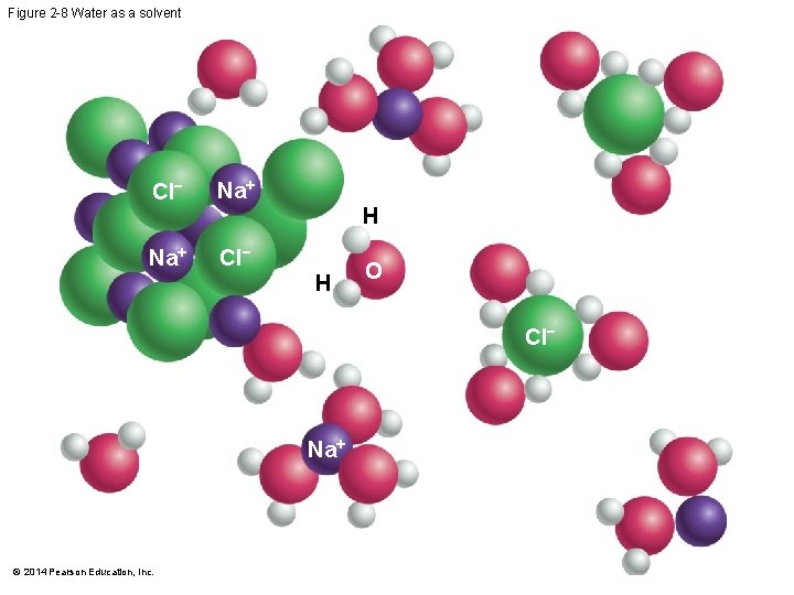 Figure 2 -8 Water as a solvent Cl Na Cl H H O Cl