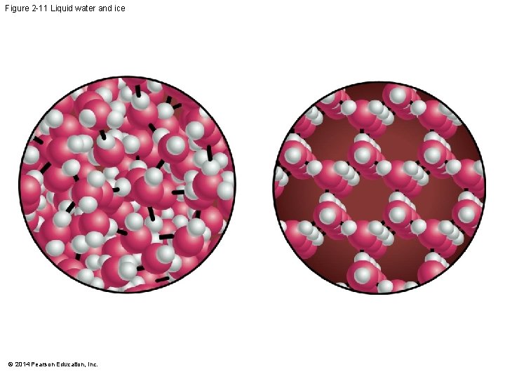 Figure 2 -11 Liquid water and ice © 2014 Pearson Education, Inc. 