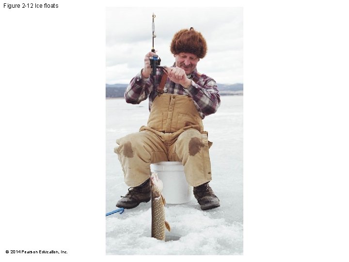 Figure 2 -12 Ice floats © 2014 Pearson Education, Inc. 