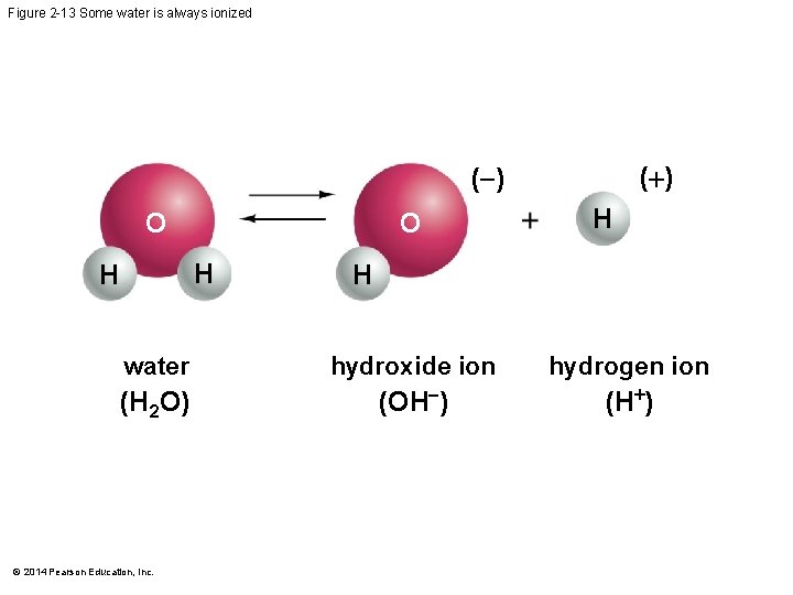 Figure 2 -13 Some water is always ionized ( ) O O H H