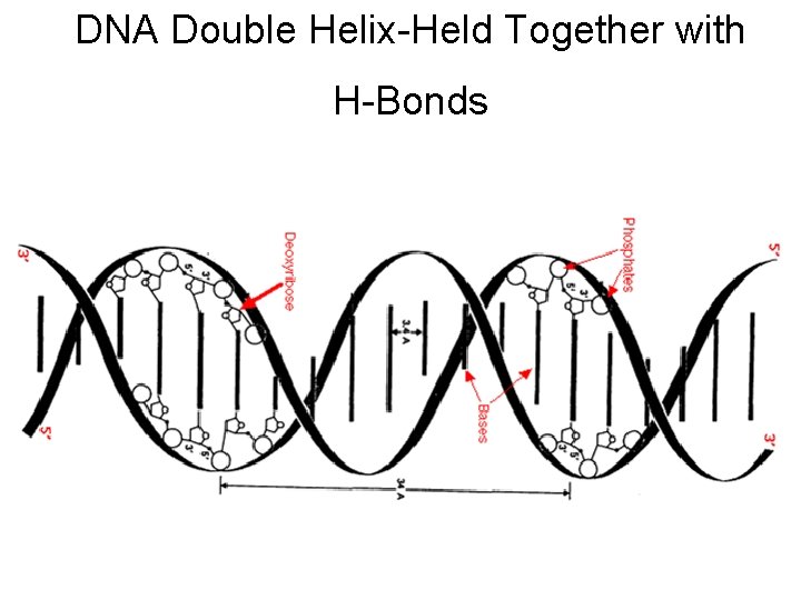 DNA Double Helix-Held Together with H-Bonds 