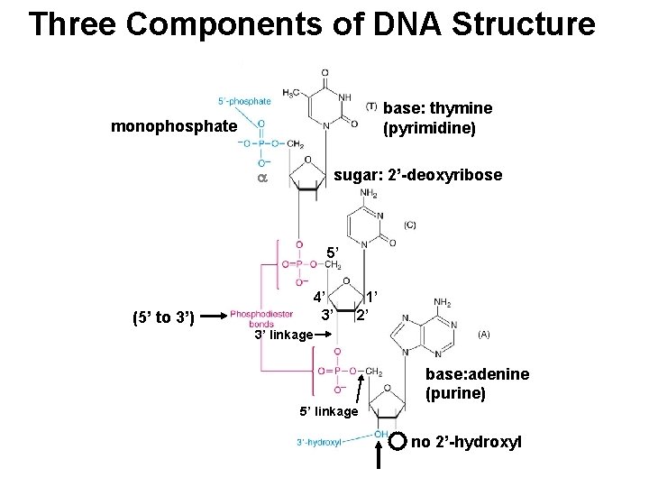 Three Components of DNA Structure base: thymine (pyrimidine) monophosphate sugar: 2’-deoxyribose 5’ 4’ 3’