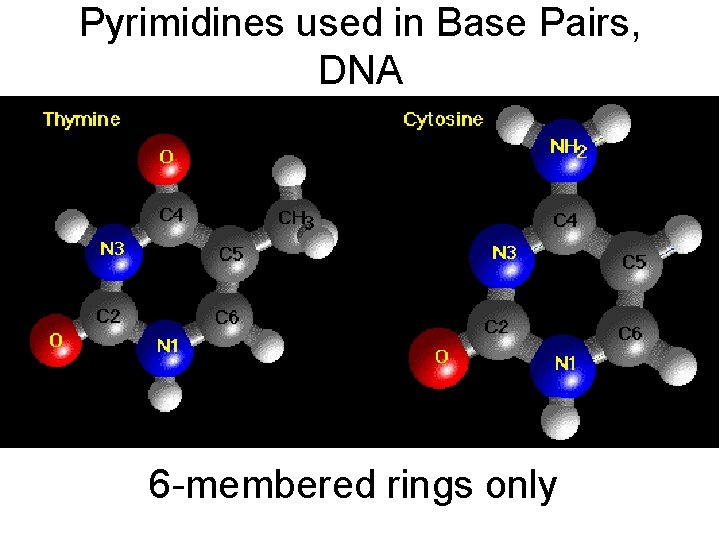 Pyrimidines used in Base Pairs, DNA 6 -membered rings only 