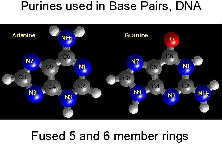 Purines used in Base Pairs, DNA Fused 5 and 6 member rings 