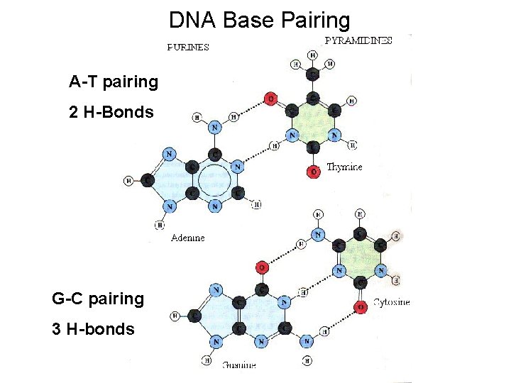 DNA Base Pairing A-T pairing 2 H-Bonds G-C pairing 3 H-bonds 