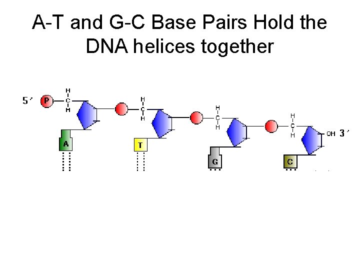 A-T and G-C Base Pairs Hold the DNA helices together 