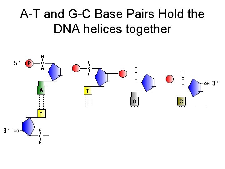 A-T and G-C Base Pairs Hold the DNA helices together 