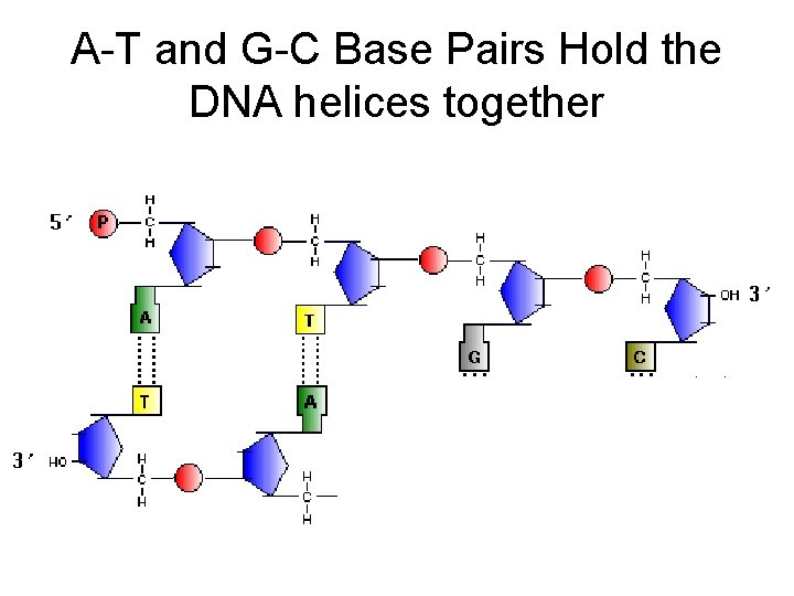 A-T and G-C Base Pairs Hold the DNA helices together 