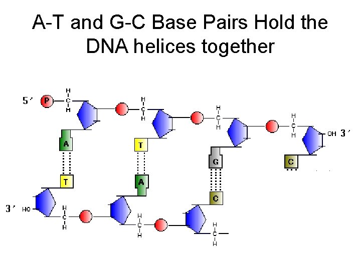 A-T and G-C Base Pairs Hold the DNA helices together 