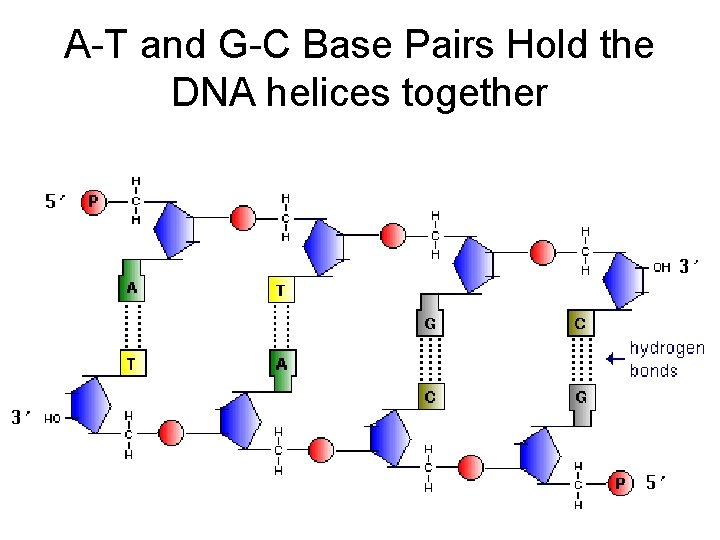 A-T and G-C Base Pairs Hold the DNA helices together 