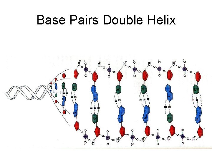 Base Pairs Double Helix 