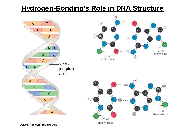 Hydrogen-Bonding’s Role in DNA Structure 