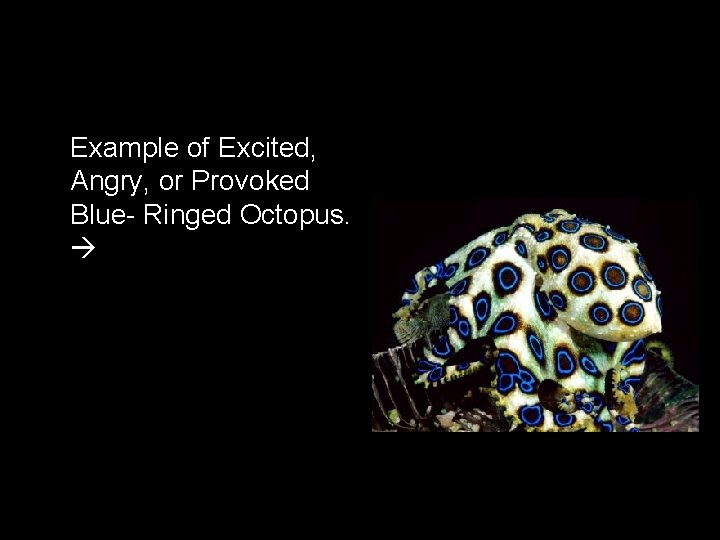 Example of Excited, Angry, or Provoked Blue- Ringed Octopus. 