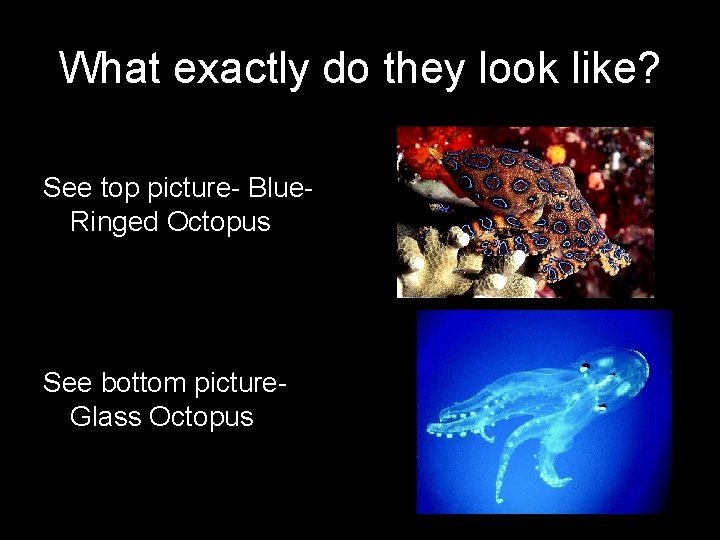 What exactly do they look like? See top picture- Blue. Ringed Octopus See bottom