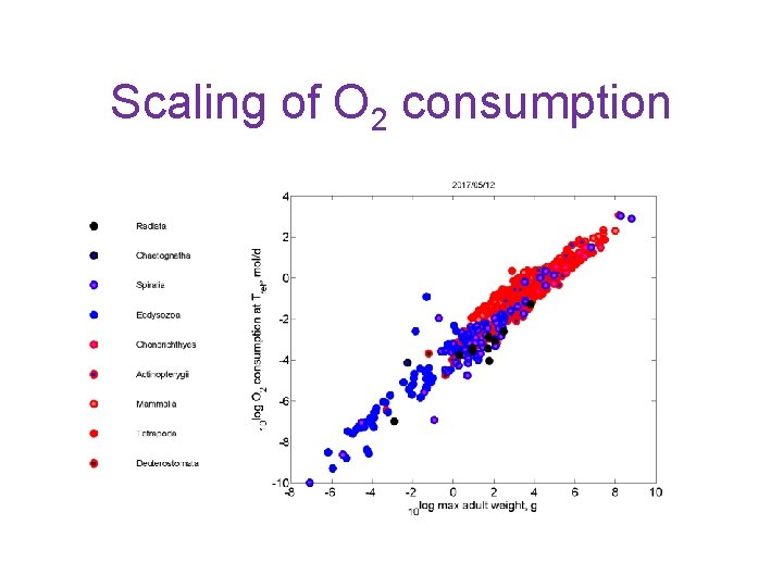 Scaling of O 2 consumption 