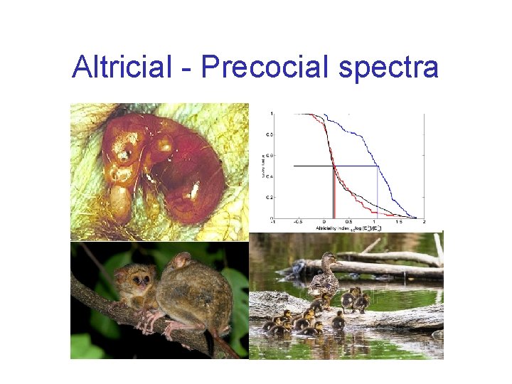 Altricial - Precocial spectra 