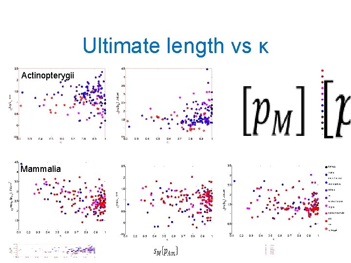 Ultimate length vs κ Actinopterygii Mammalia 