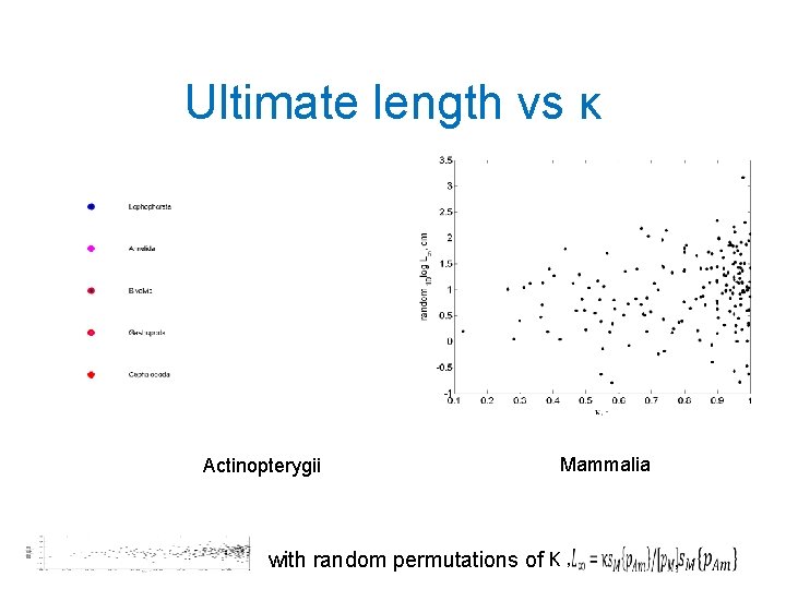 Ultimate length vs κ Actinopterygii Mammalia with random permutations of κ , , 