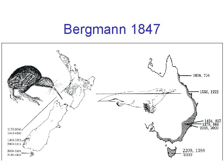 Bergmann 1847 