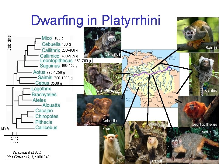 Cebidae Dwarfing in Platyrrhini 180 g 130 g 200 -400 g 400 -535 g