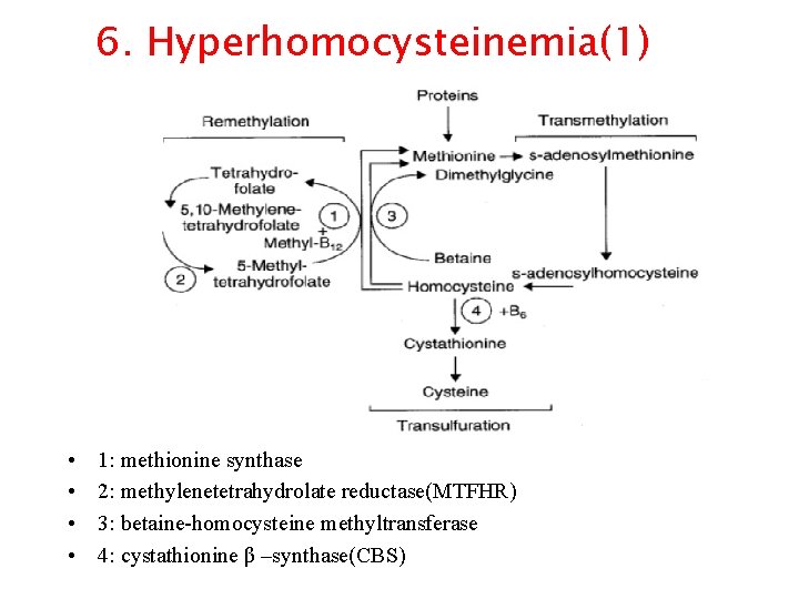 6. Hyperhomocysteinemia(1) • • 1: methionine synthase 2: methylenetetrahydrolate reductase(MTFHR) 3: betaine-homocysteine methyltransferase 4: