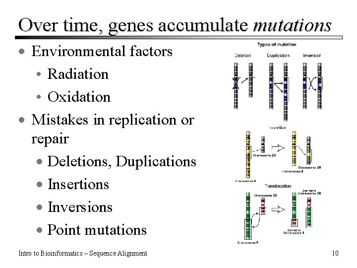 Over time, genes accumulate mutations · Environmental factors • Radiation • Oxidation · Mistakes