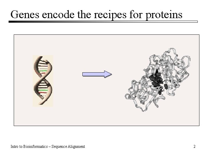 Genes encode the recipes for proteins Intro to Bioinformatics – Sequence Alignment 2 
