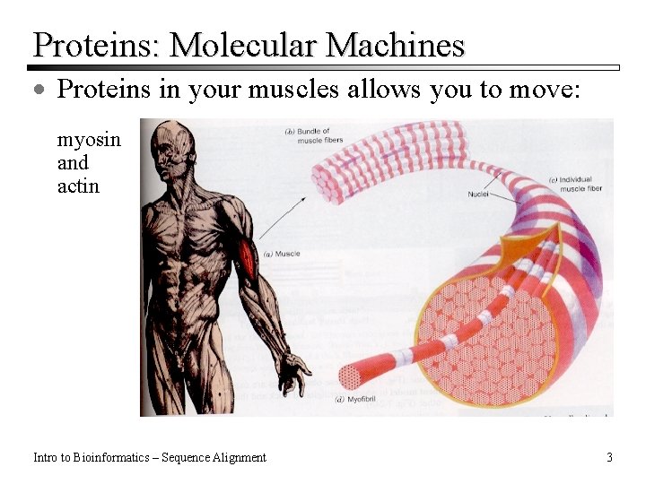 Proteins: Molecular Machines · Proteins in your muscles allows you to move: myosin and