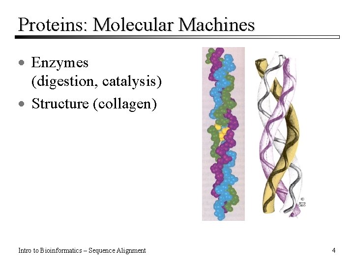 Proteins: Molecular Machines · Enzymes (digestion, catalysis) · Structure (collagen) Intro to Bioinformatics –
