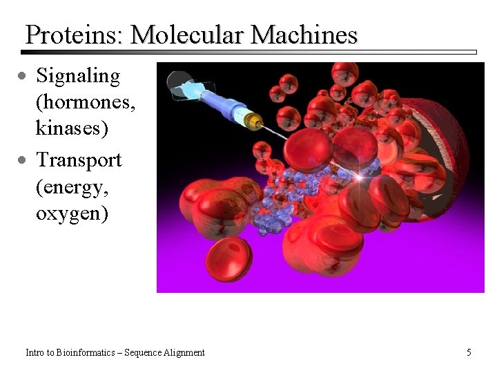 Proteins: Molecular Machines · Signaling (hormones, kinases) · Transport (energy, oxygen) Intro to Bioinformatics