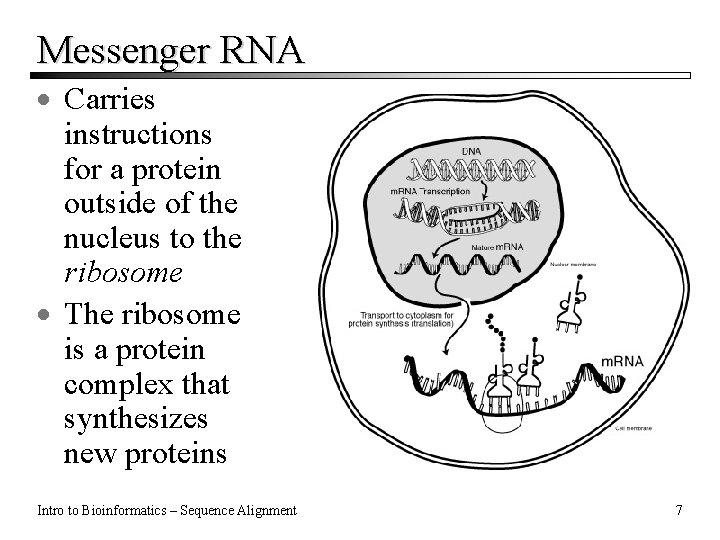 Messenger RNA · Carries instructions for a protein outside of the nucleus to the