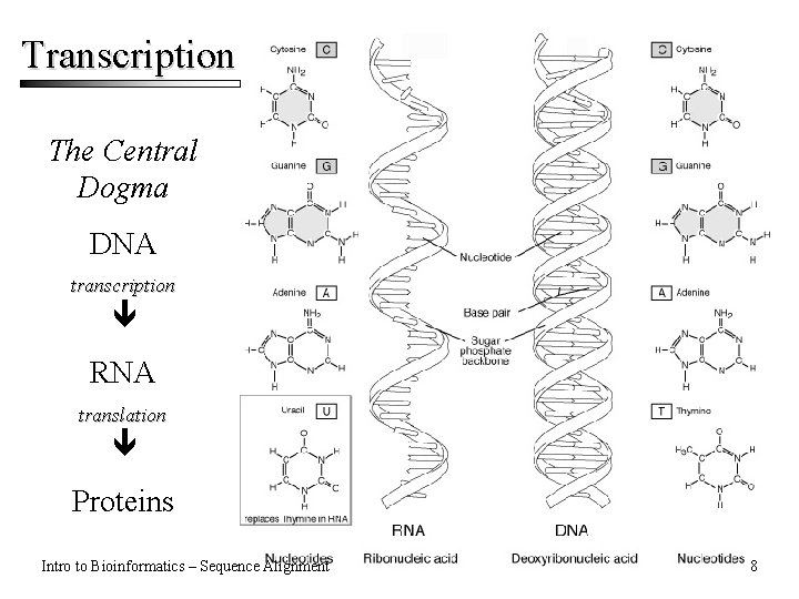 Transcription The Central Dogma DNA transcription RNA translation Proteins Intro to Bioinformatics – Sequence