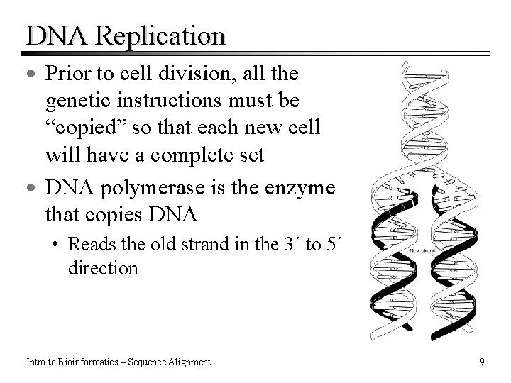 DNA Replication · Prior to cell division, all the genetic instructions must be “copied”
