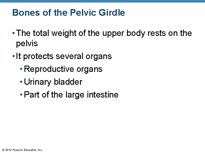 Bones of the Pelvic Girdle • The total weight of the upper body rests